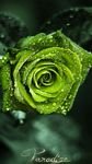 pic for panadise rose